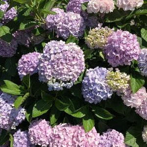 Meet your Posher, Annie